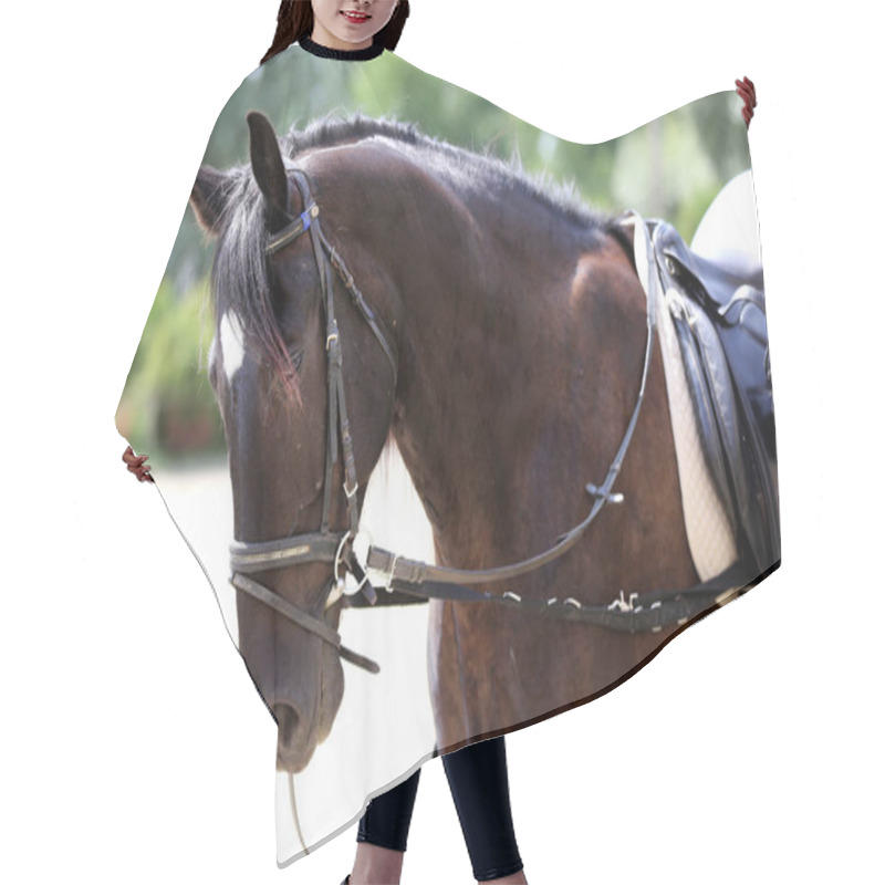 Personality  Closeup Of A Leather Saddle For Equestrian Sport On Horseback Hair Cutting Cape