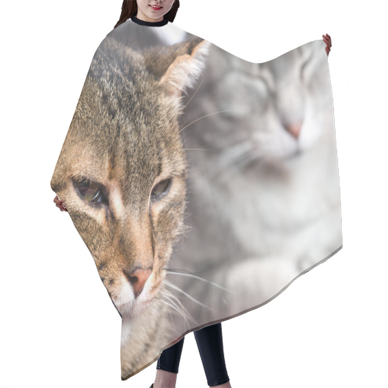 Personality  Kitties Hair Cutting Cape