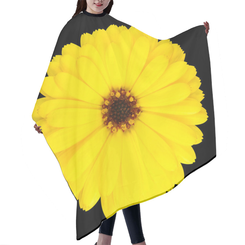 Personality  Yellow Pot Marigold Flower In Full Bloom Isolated Hair Cutting Cape