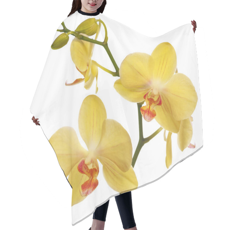 Personality  Golden Orchid Flowers Isolated On White Hair Cutting Cape