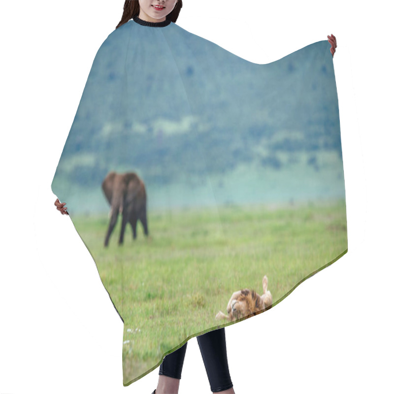 Personality  Male Lion And Elephant On Field Hair Cutting Cape