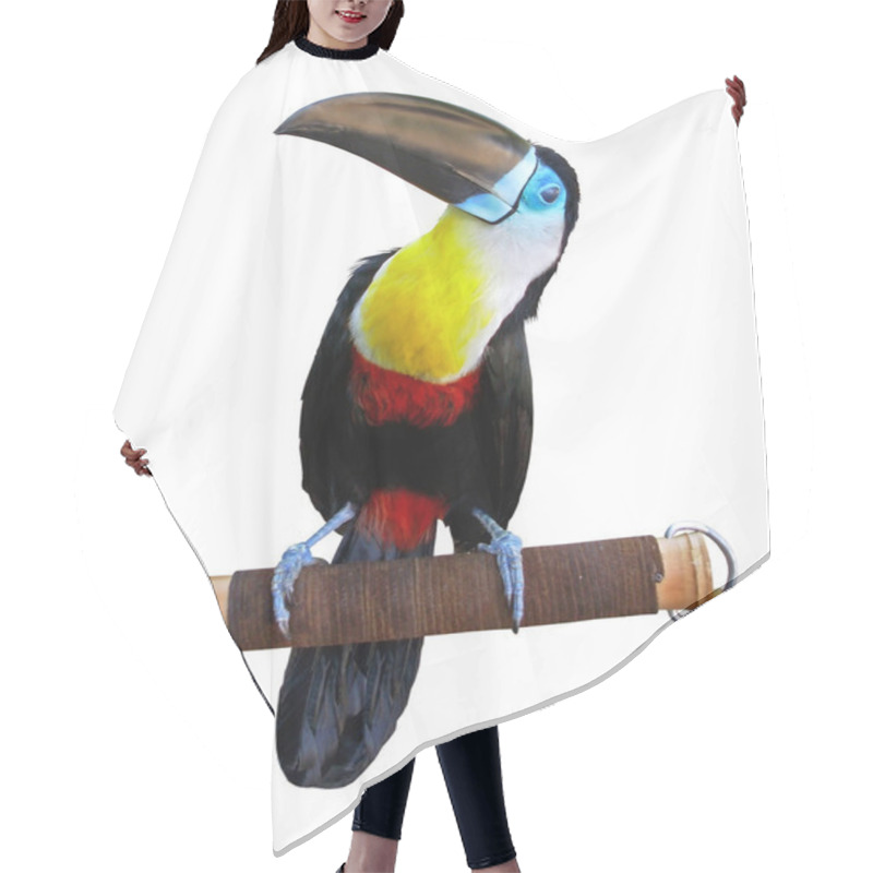 Personality  Beautiful Toucan Hair Cutting Cape