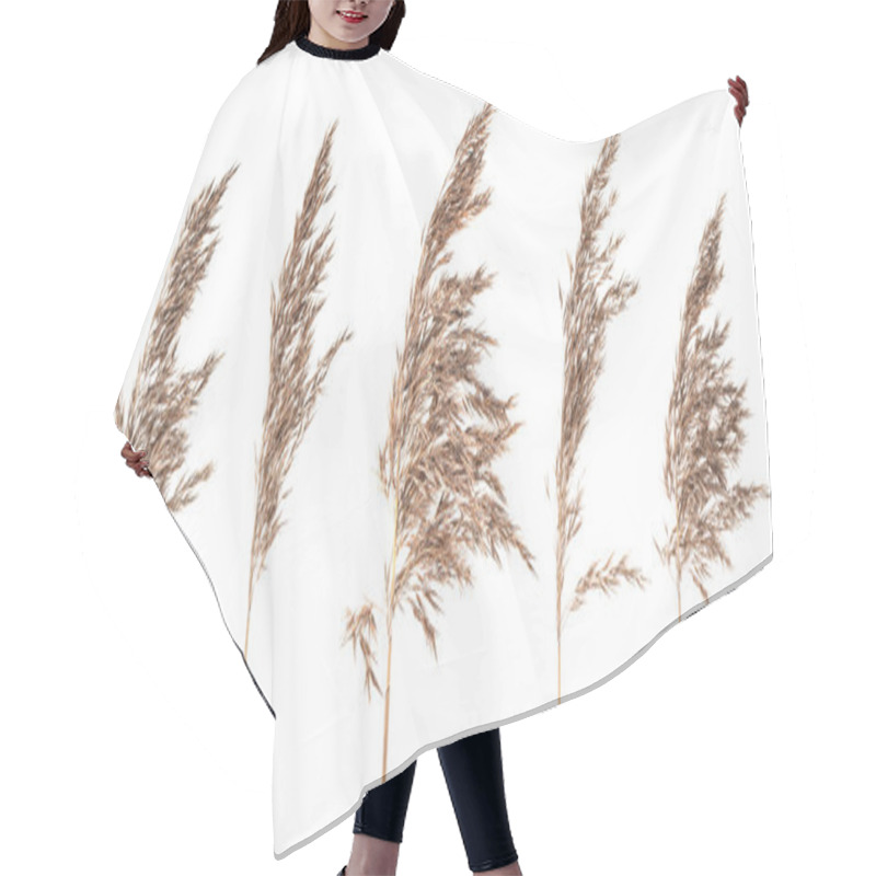 Personality  Dried Bush Grass Panicles On White Background Hair Cutting Cape