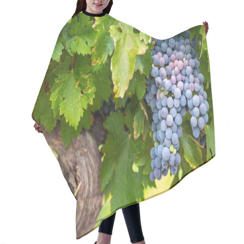 Personality  Lush Wine Grapes Clusters Hanging On The Vine Hair Cutting Cape