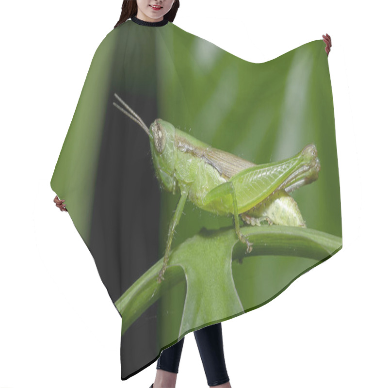 Personality  Grasshoppers On Green Leaves Making It Look Harmonious With Nature And The Living Environment Hair Cutting Cape