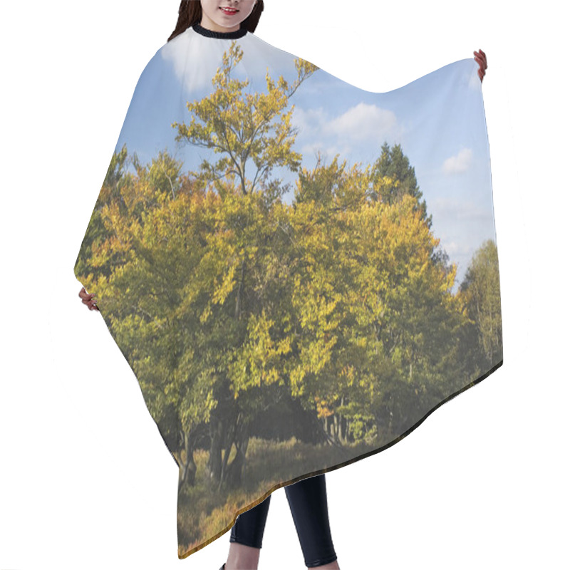 Personality  Autumn Foliage, Fall Season Leaves Hair Cutting Cape