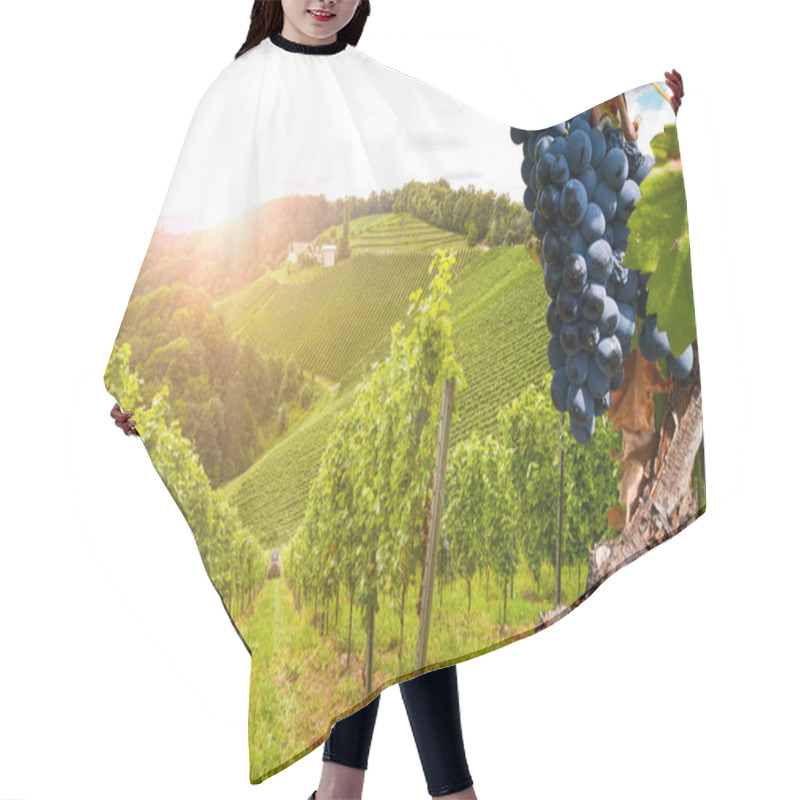 Personality  Vineyards With Grapevine And Hilly Tuscan Landscape Near Winery Along Chianti Wine Road In The Summer Sun, Tuscany Italy Europe Hair Cutting Cape