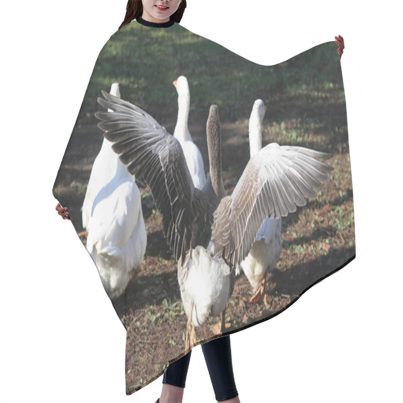 Personality  A Flock Of Domestic White Geese Walk Across A Rural Poultry Yard Hair Cutting Cape