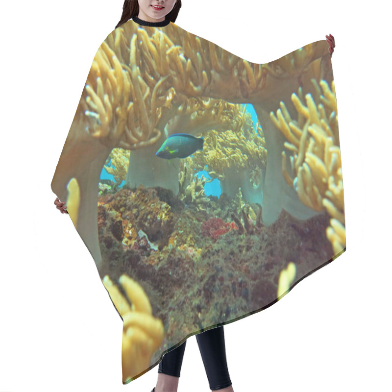 Personality  Thriving  Coral Reef Alive With Marine Life And Shoals Of Fish,  Hair Cutting Cape