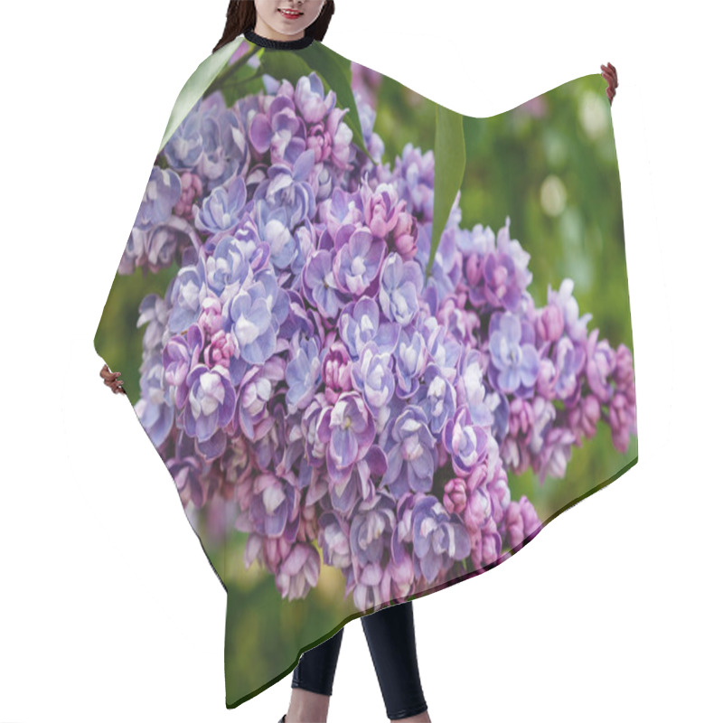 Personality  Lilac Branches On The Background Of The Park Or Garden. Spring Branches Of Blossoming Lilac Hair Cutting Cape