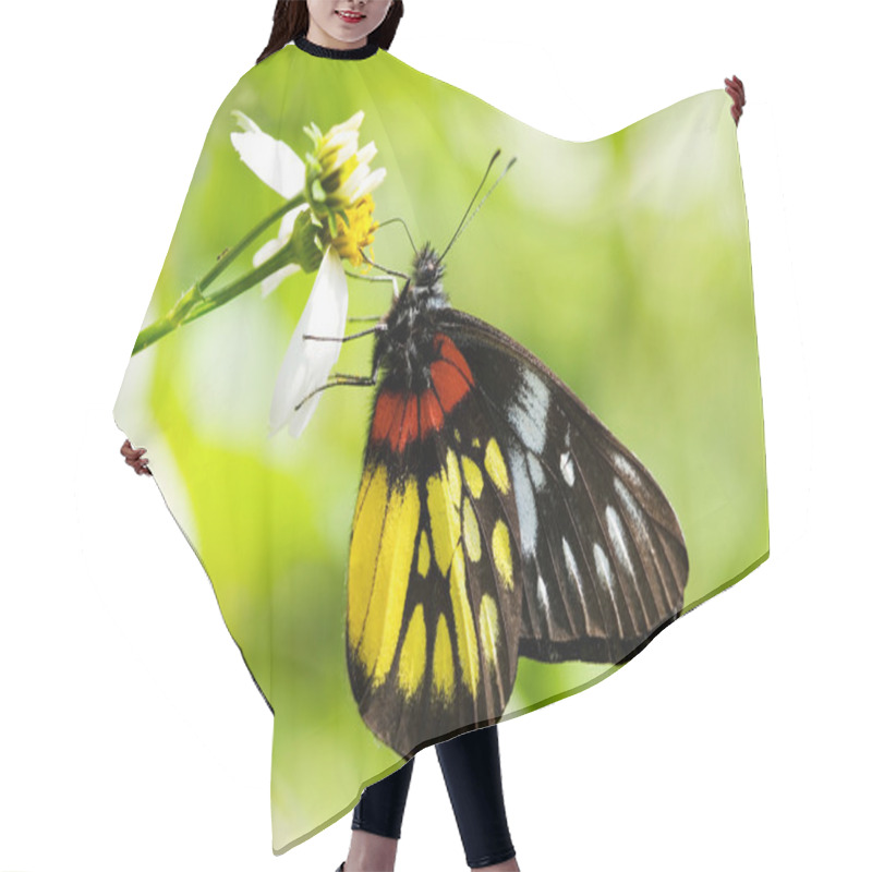 Personality  Corlorful Butterfly In Red And Yellow Hair Cutting Cape