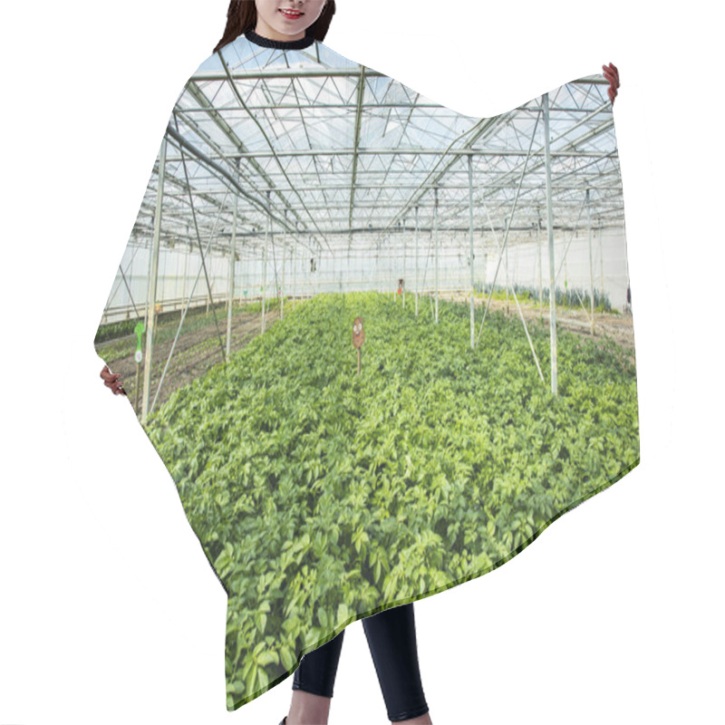 Personality  Potato Plantation In A Greenhouse, An Artificial Ecosystem For I Hair Cutting Cape