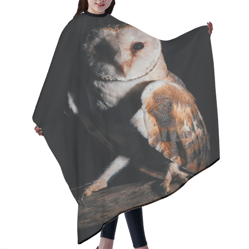 Personality  Cute Wild Barn Owl On Wooden Branch In Dark Isolated On Black Hair Cutting Cape