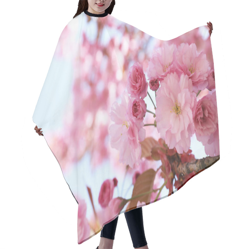 Personality  Sakura Tree With Beautiful Pink Flowers Outdoors, Closeup Hair Cutting Cape