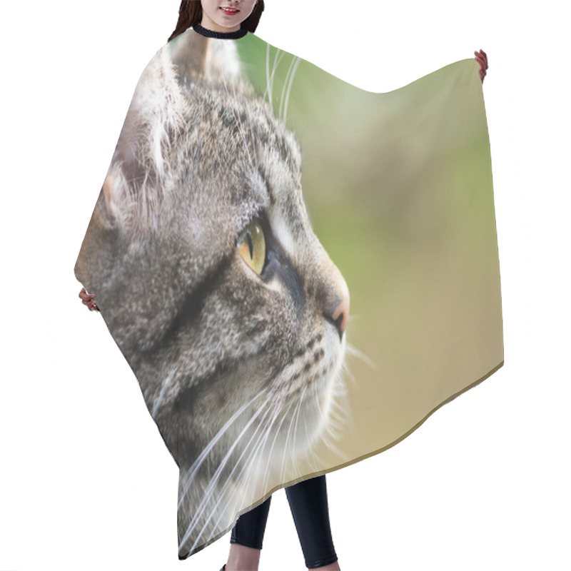 Personality  Tabby Cat Head Profile, Close Up With Copy Space Hair Cutting Cape