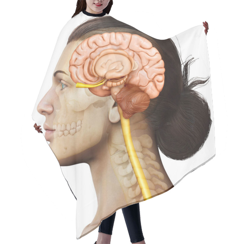 Personality  3d Rendering Medical Illustration Of Female Brain  Anatomy  Hair Cutting Cape