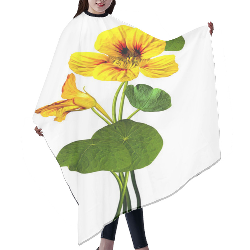 Personality  Nasturtium Flowers Isolated On White Background Hair Cutting Cape