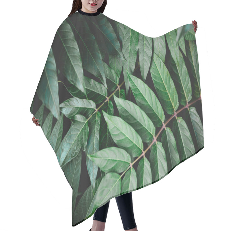 Personality  A Background Of Deep Green Leaves. High Quality Photo Hair Cutting Cape