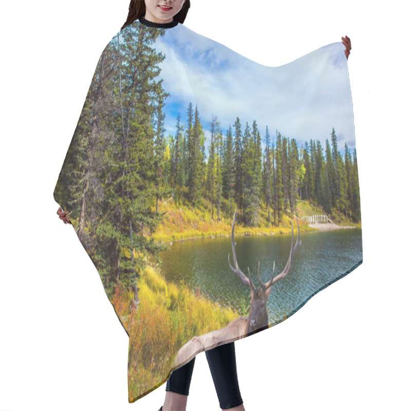 Personality  Deer Resting In The Grass By The Lake. Cold Cloudy Autumn Day Near The Bighorn Highway. Canadian Rockies. The Concept Of Ecological, Active And Photo Tourism Hair Cutting Cape