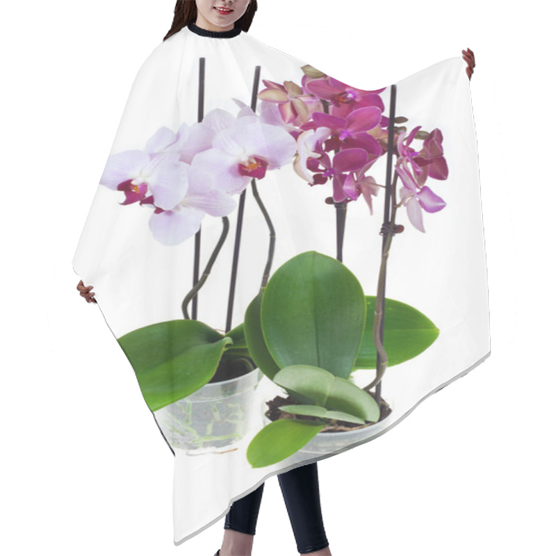 Personality  Orchid Hair Cutting Cape