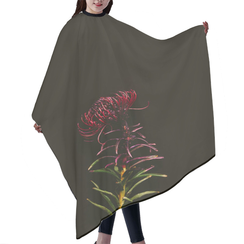 Personality  Close-up View Of Single Beautiful Maroon Flower Isolated On Black Hair Cutting Cape