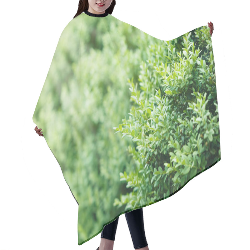 Personality  A Well Landscaped  Hedge Of Bushes  Boxwood Hair Cutting Cape