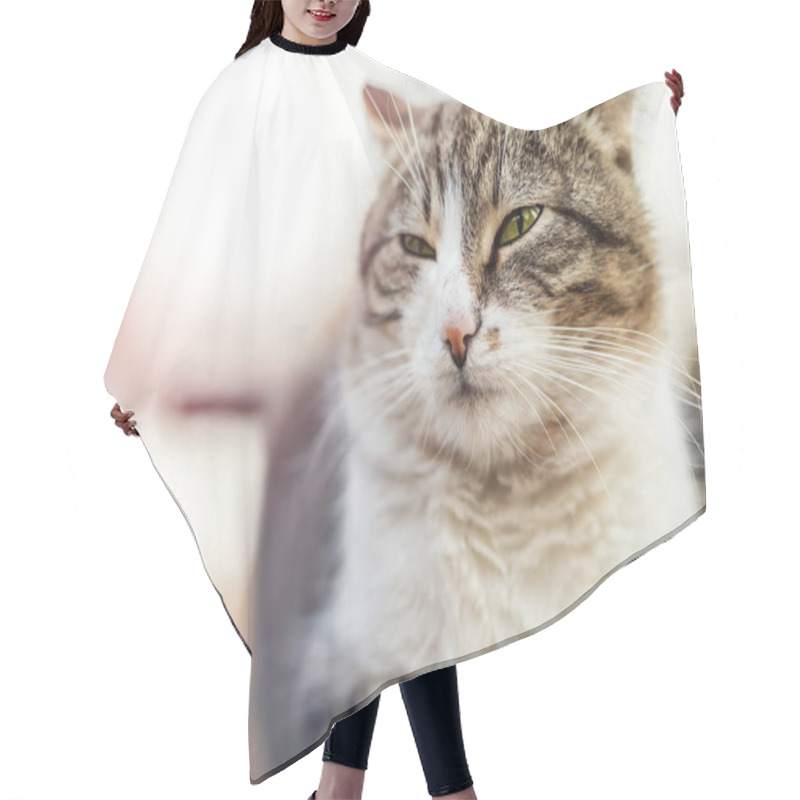 Personality  Homeless Satisfied Street Cat Relaxing And Dreaming On Wooden Be Hair Cutting Cape