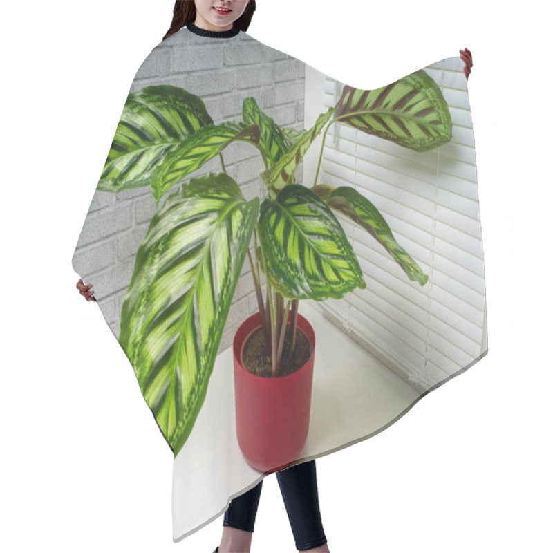 Personality  Calathea Flamestar Is A Genus Of Plants Belonging To The Family Marantaceae Hair Cutting Cape