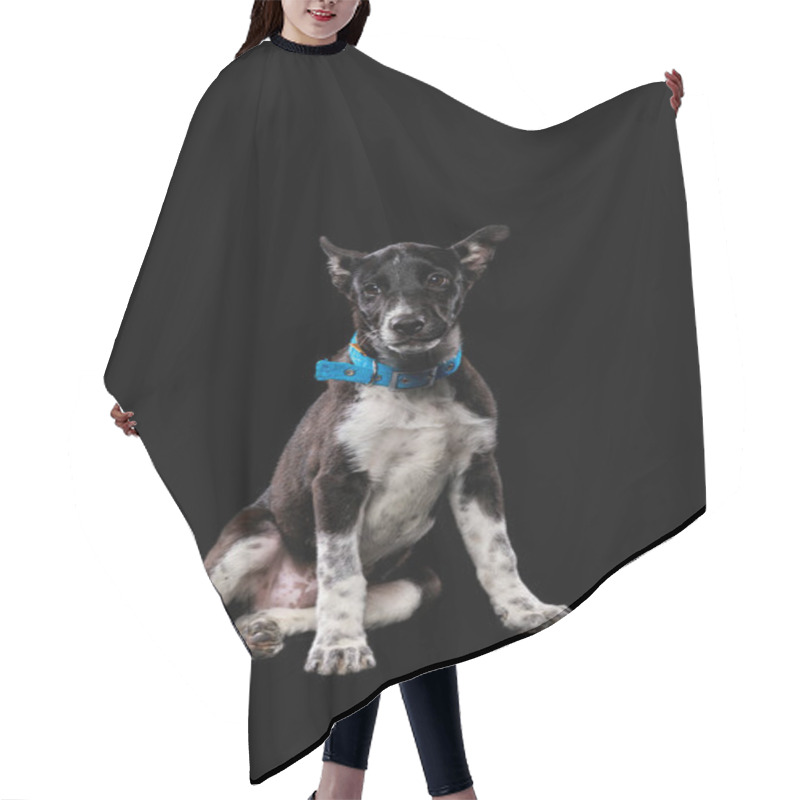 Personality  Mongrel Dark Dog In Collar Isolated On Black Hair Cutting Cape