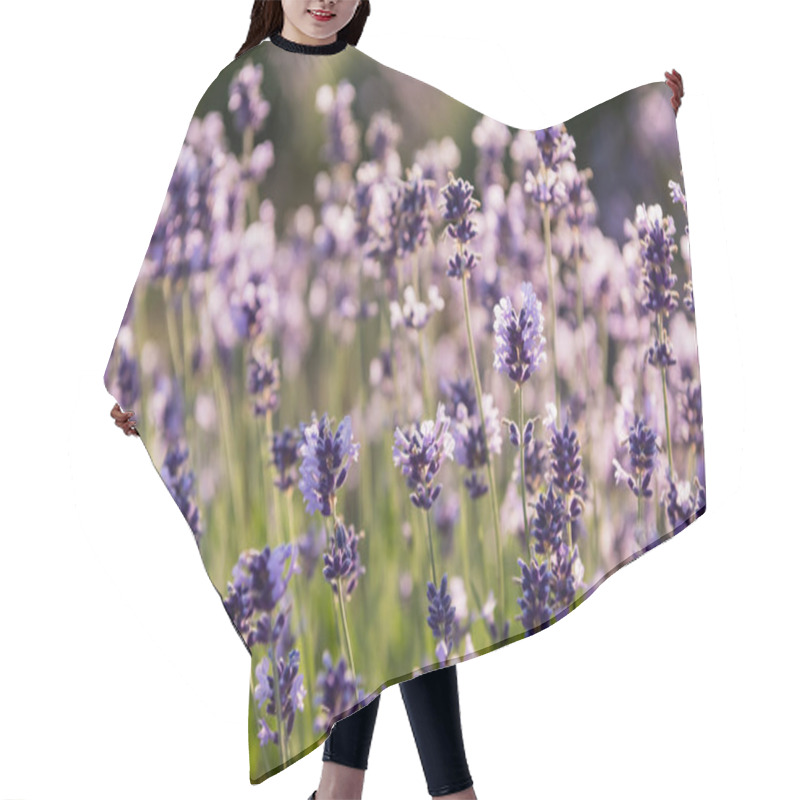 Personality  Close Up View Of Lavender Flowers Blooming On Blurred Background Hair Cutting Cape