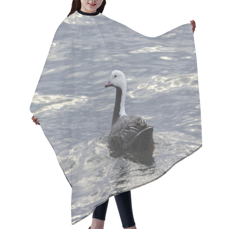 Personality  Emperor Goose Floating On The Coast Of The Bering Cloudy Day Hair Cutting Cape