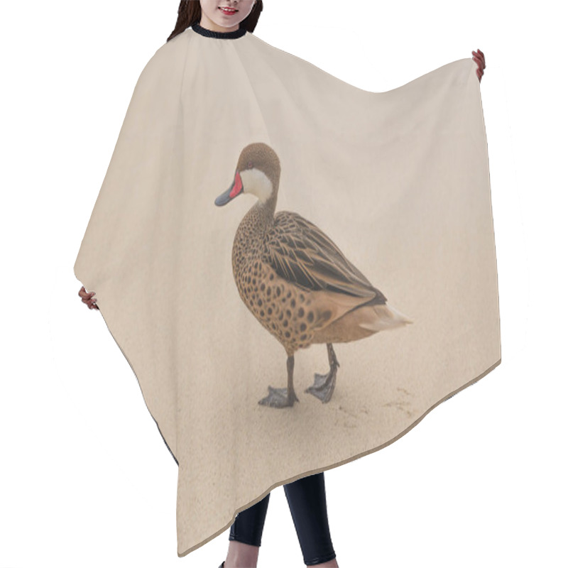 Personality  Lesser Bahama Pintail Duck On Sapphire Beach Hair Cutting Cape