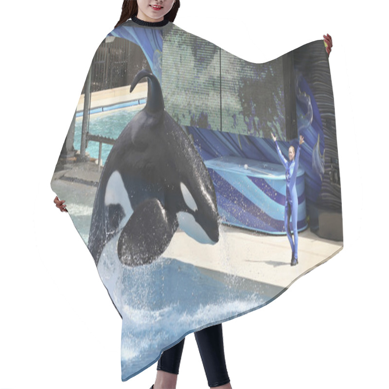 Personality  A Killer Whale And Trainer Perform In An Oceanarium Show Hair Cutting Cape