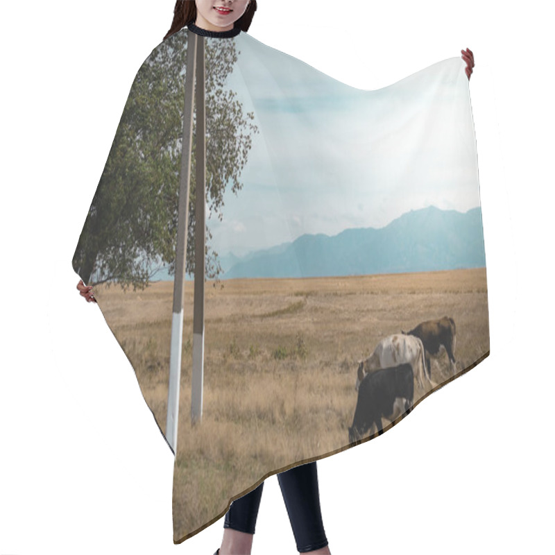 Personality  Cattle Grazing In The Pasture At Sunset In The Country. High Quality Photo Hair Cutting Cape