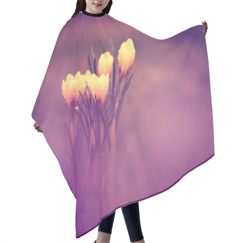 Personality  Photo Of Beautiful Crocus Flower Hair Cutting Cape