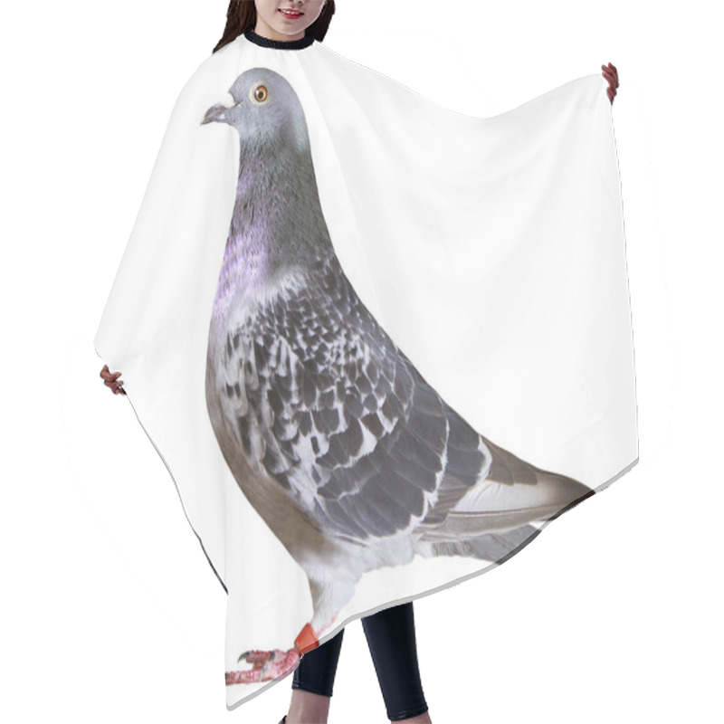 Personality  Full Body Of Speed Racing Pigeon Bird Isolate White Background Hair Cutting Cape