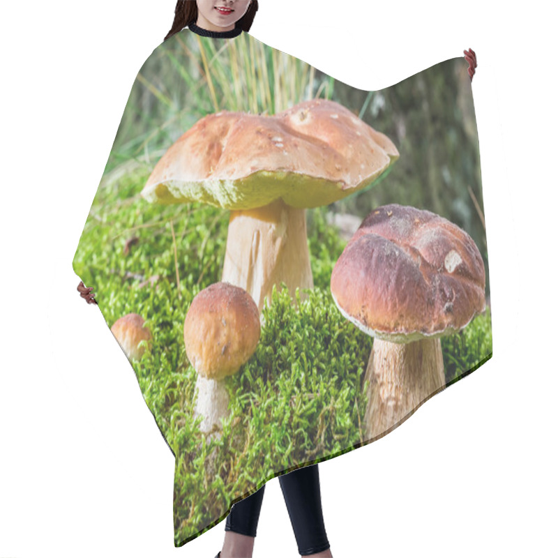 Personality  Several Boletus Mushroom On Moss In Forest Hair Cutting Cape