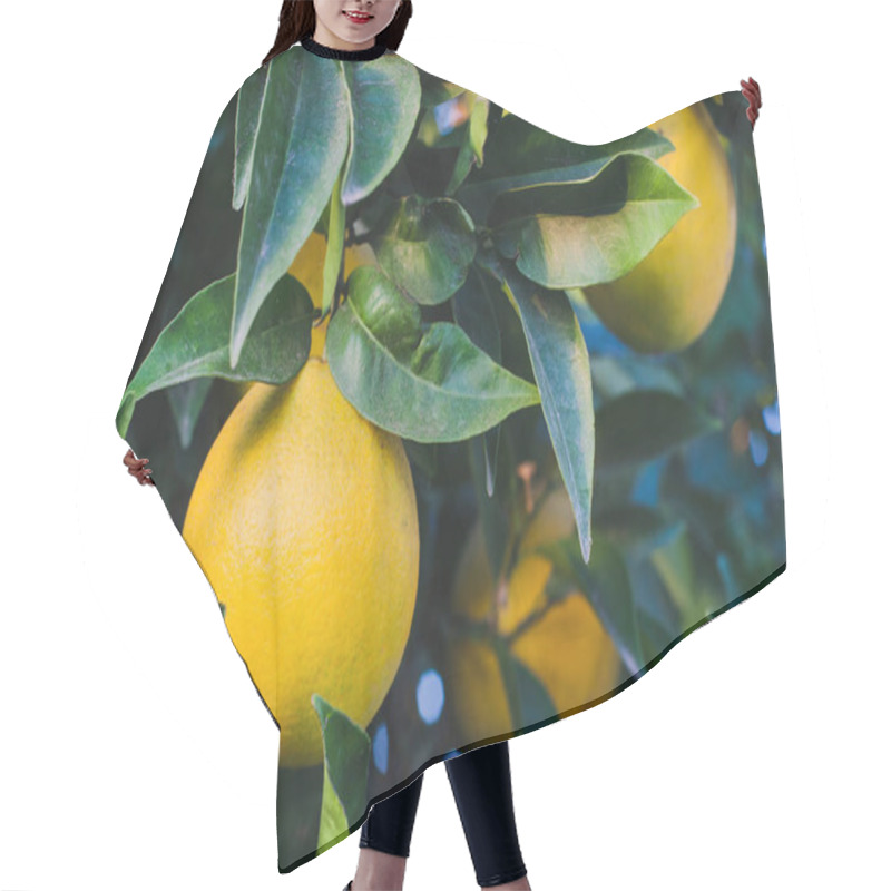 Personality  Ripe Orange Fruits On Green Tree Branches  Hair Cutting Cape