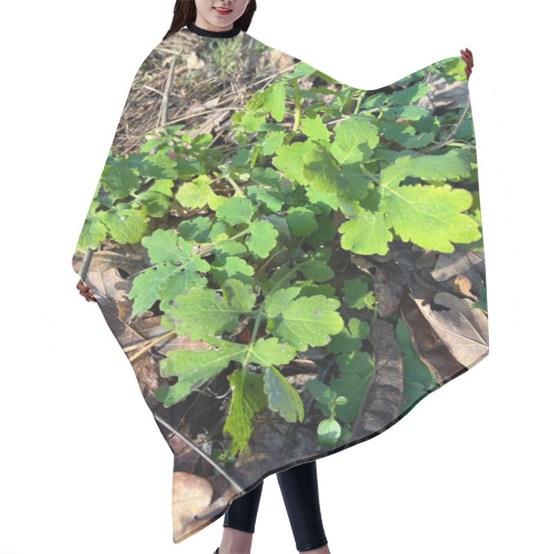 Personality  Bright Green Leaves Are Thriving On The Forest Floor, Surrounded By Fallen Leaves And Sunlight Filtering Through Branches. The Lush Plants Indicate A Vibrant Ecosystem In Springtime. Hair Cutting Cape