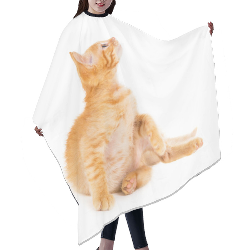 Personality  Red Cat Looks Into The Top Hair Cutting Cape