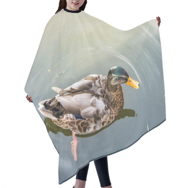 Personality  Duck Floating In Dirty Water Hair Cutting Cape