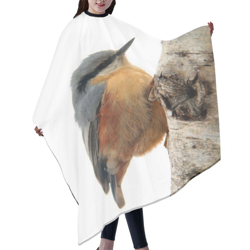 Personality  Eurasian Nuthatch Hair Cutting Cape