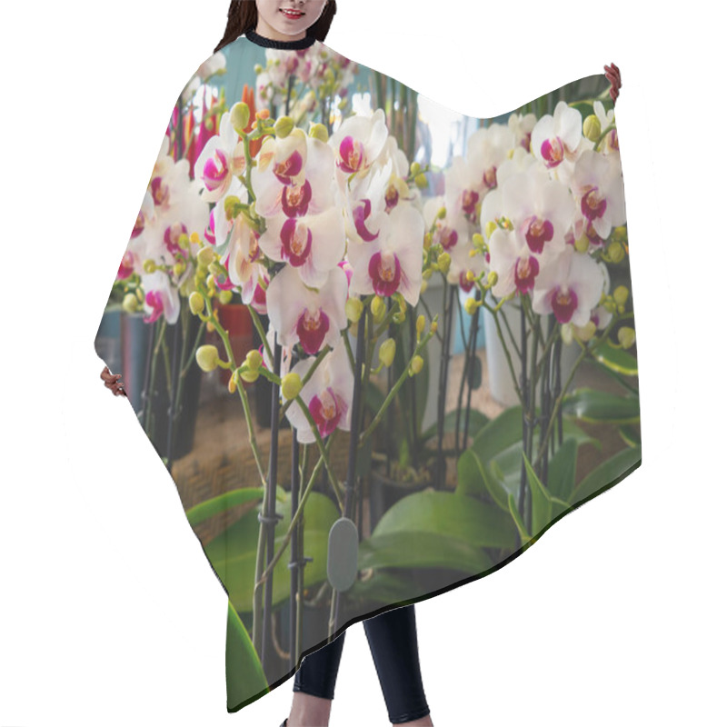 Personality  Beautiful Orchid Flowers In A Flower Shop Hair Cutting Cape