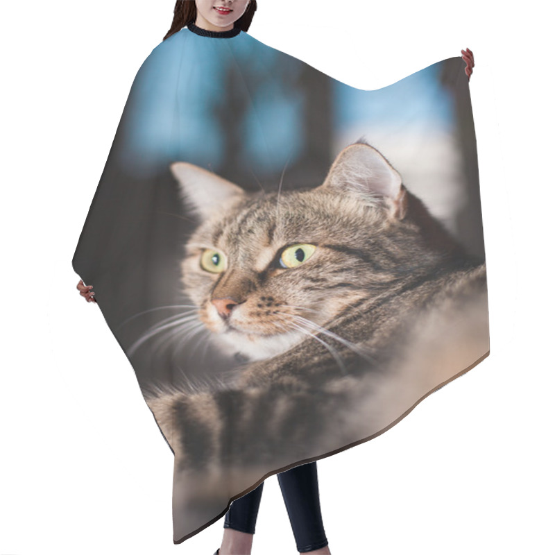 Personality  Beautiful European Cat On A Floor Hair Cutting Cape