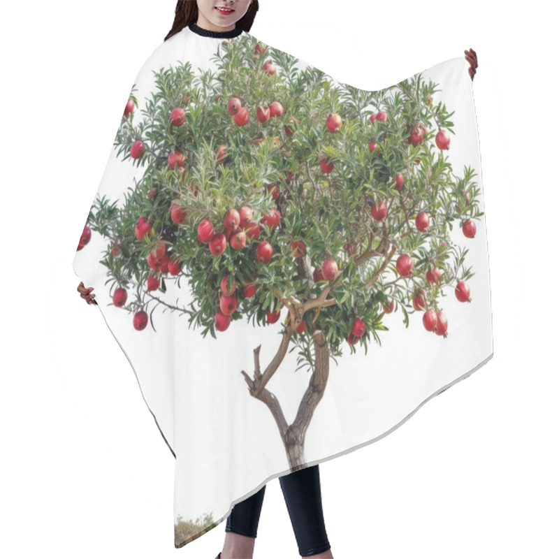 Personality  A Vivid Pomegranate Tree Brimming With Ripe, Red Fruits Against A Minimalist Background. Hair Cutting Cape