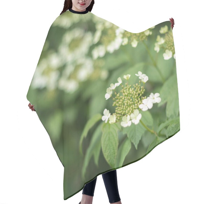 Personality  Delicate White Viburnum Flower Clusters Blooming On A Bush, Showcasing Nature's Beauty In Elegant Floral Arrangements Hair Cutting Cape