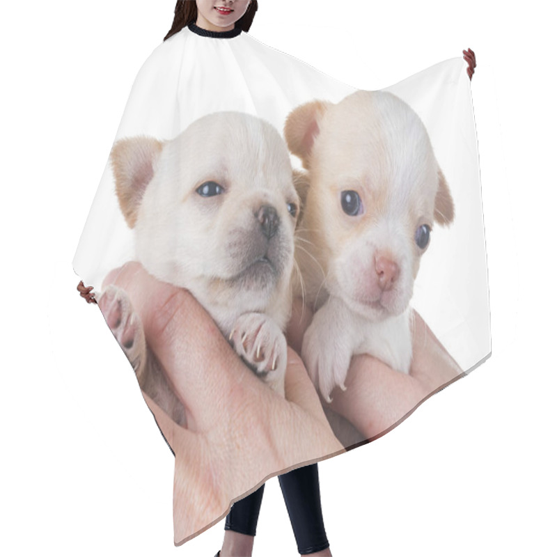 Personality  Puppies Chihuahua In Studio Hair Cutting Cape