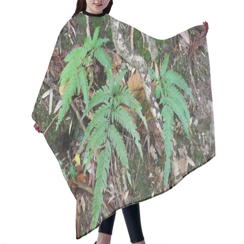 Personality  Vibrant Green Ferns Thrive On A Forest Floor, Surrounded By Damp Earth, Rocks, And Decaying Leaves. Sunlight Filters Through The Canopy, Enhancing The Foliage's Vivid Colors. Hair Cutting Cape