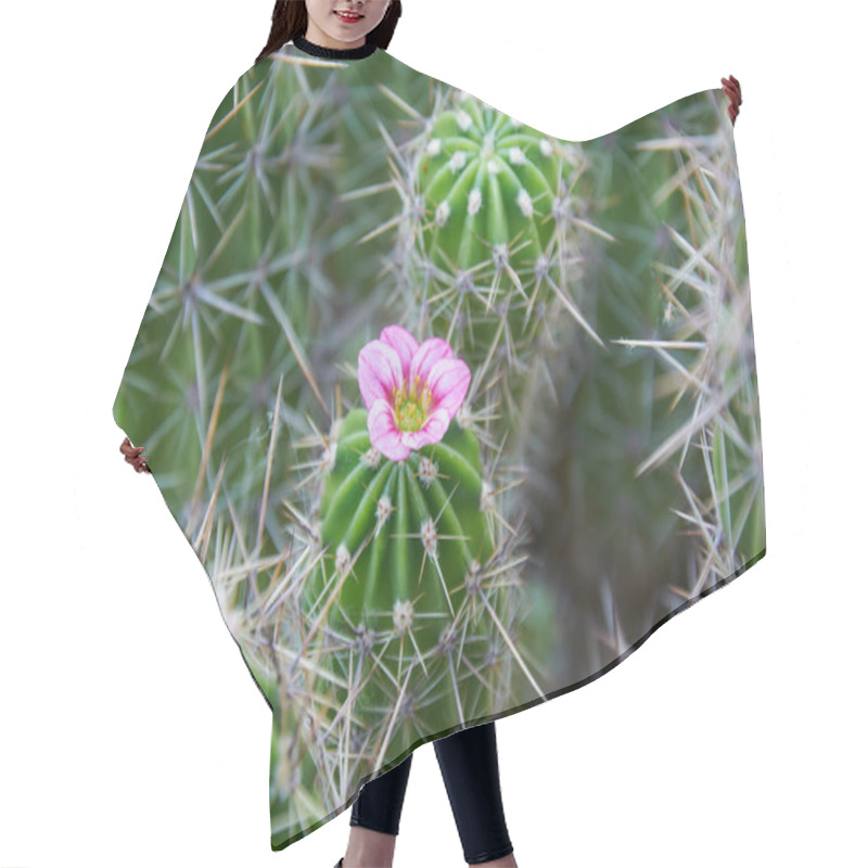 Personality  A Green Cactus With Large Spines And A Pink Flower. Blooming Cactus. Close-up. Hair Cutting Cape