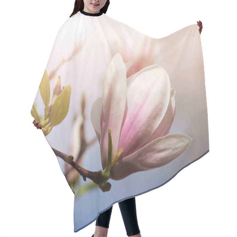 Personality  Soft Focus Image Of Magnolia Flowers Under Sun Light. Spring Season Background Hair Cutting Cape